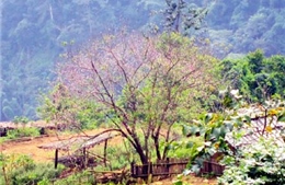 Xuân về trên bản Sài Khao